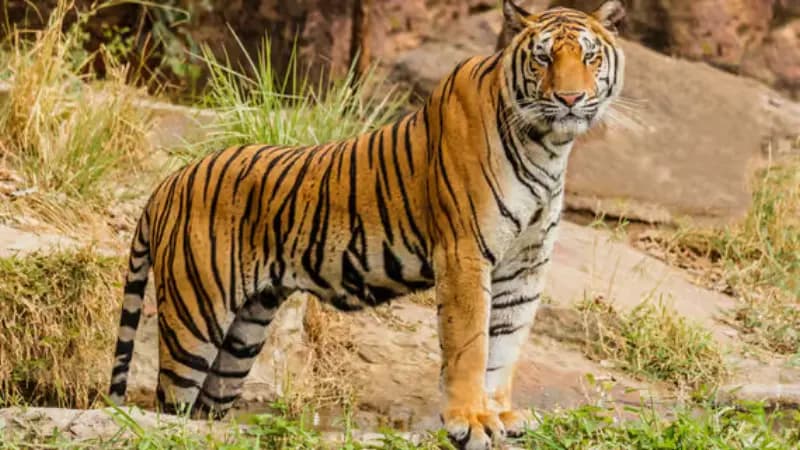 From Jaipur: Ranthambore National Park Day Trip with Safari in Jaipur 