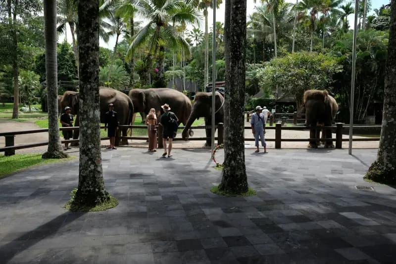 Phuket: Elephant Jungle Sanctuary Ethical Experience in Phuket 