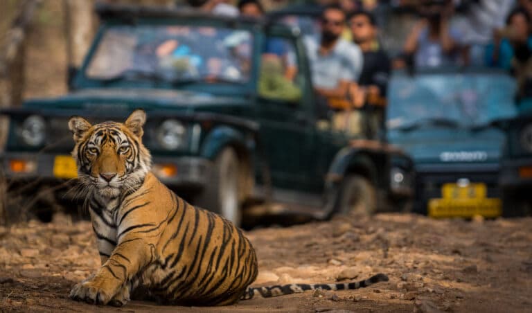 5 Days Golden Triangle Tour with Ranthambore Tiger Safari from Delhi in Delhi - Discover the best tours in Delhi with licensed local guides. Red Fort tours, Old Delhi heritage walks, street food tours & cultural experiences.