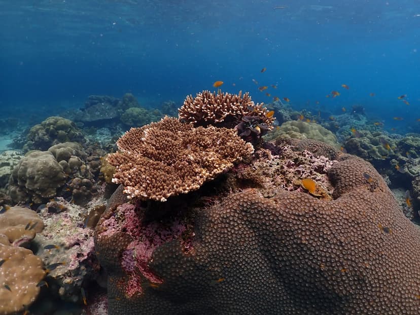 Phi Phi & Khai Islands Speedboat Tour from Phuket with Lunch 3