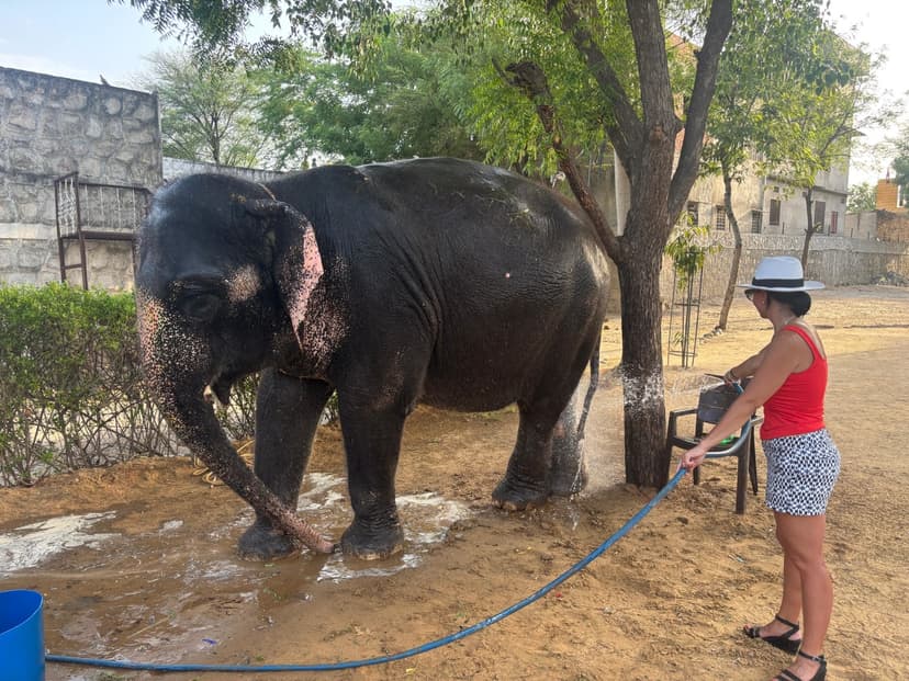 From Delhi: Taj Mahal Sunrise and Elephant Conservation Tour 2