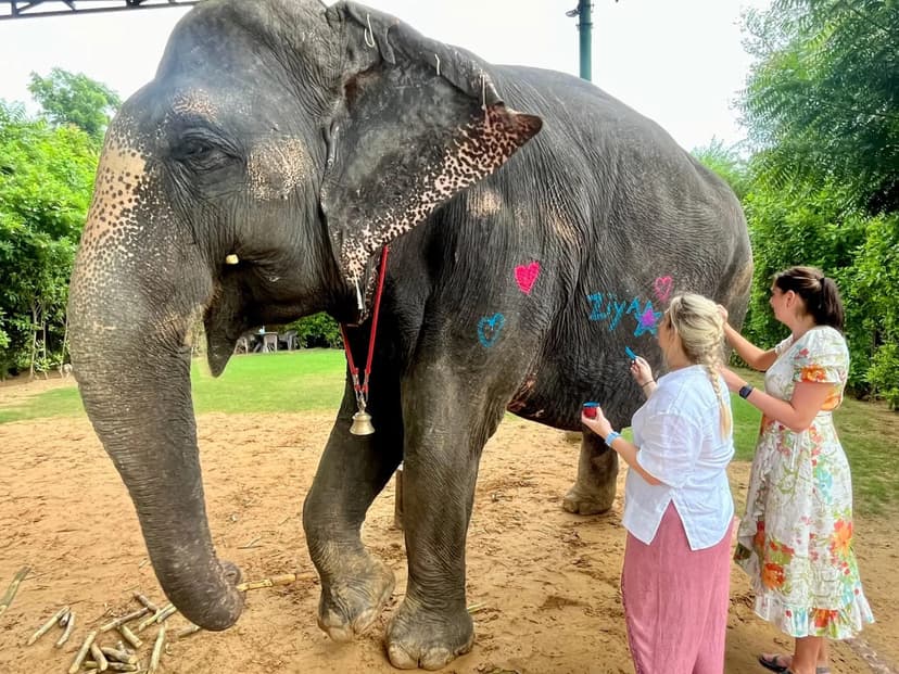 Jaipur Elephant Village Tour: Feed, Walk & Connect with Elephants 2