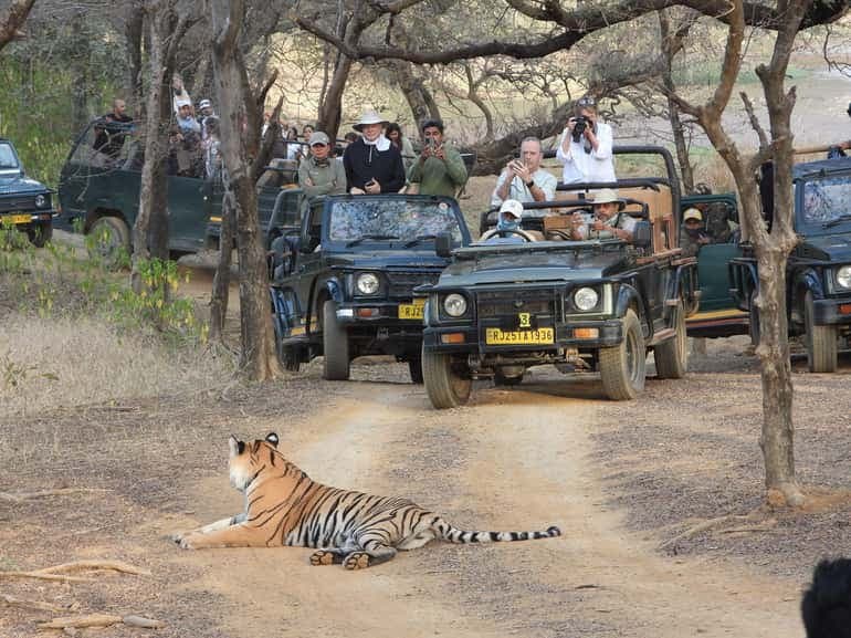 From Jaipur: Ranthambore National Park Day Trip with Safari