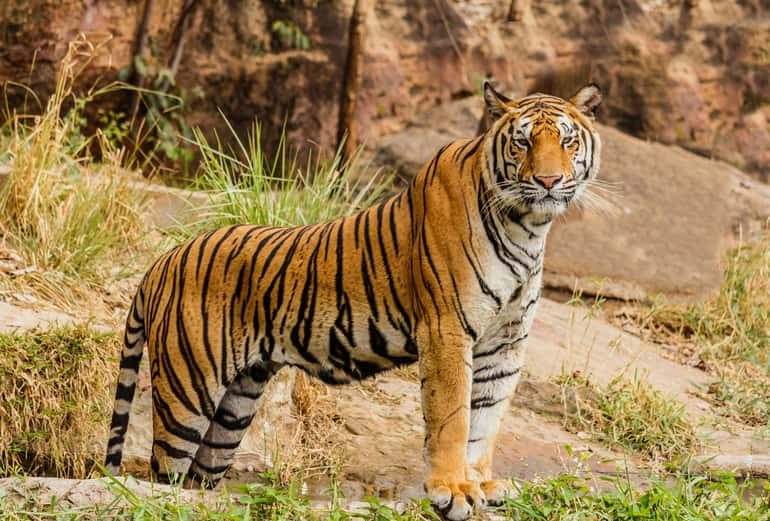 From Delhi: Golden Triangle & Ranthambore Tiger Safari 4 Days