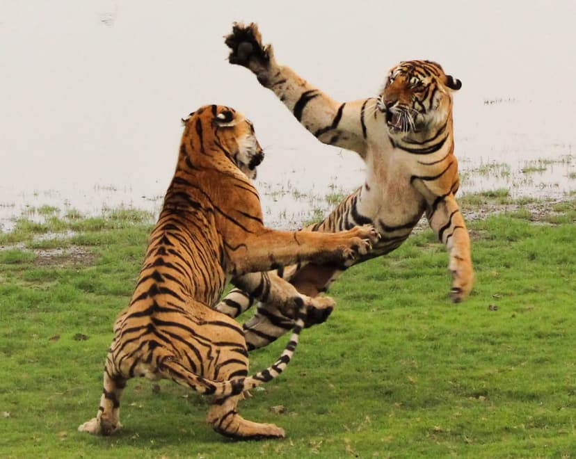 Best 6-Day Golden Triangle Tour with Tiger Safari 3