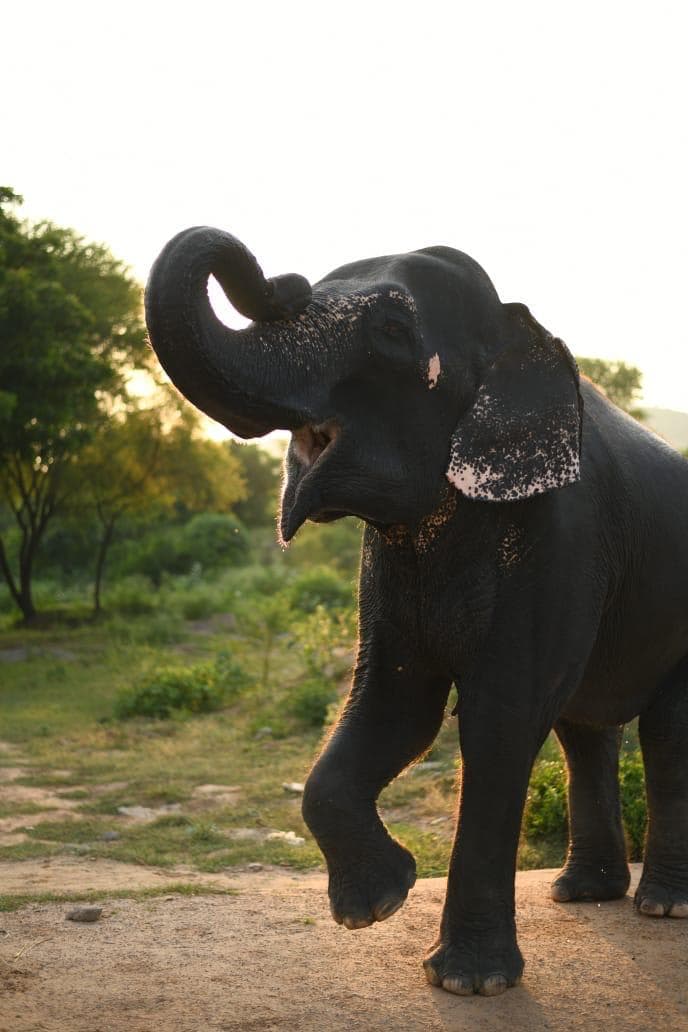 From Agra :- Visit Taj Mahal and Wildlife SoS Conservative and Care Centre