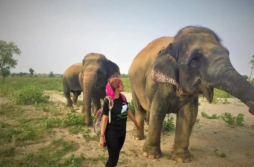 From Delhi: Sunrise Taj Mahal Tour With Elephant SOS 2