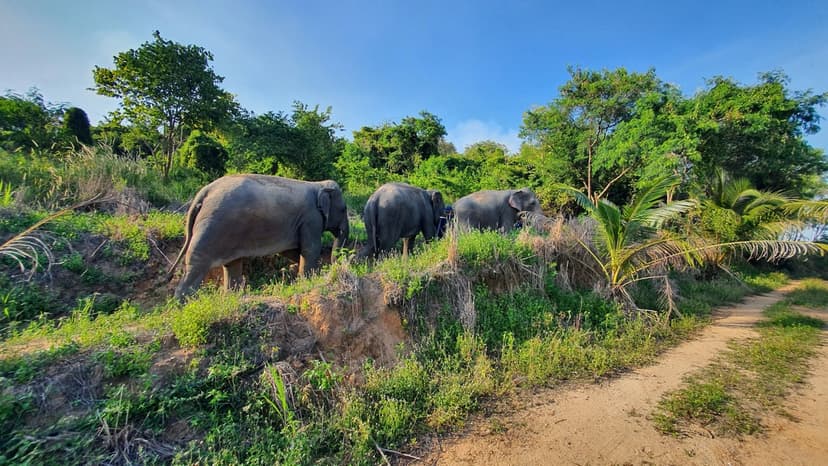 Bangkok Day Trip: Ethical Elephant Sanctuary Experience in Chonburi — guided tour in Bangkok