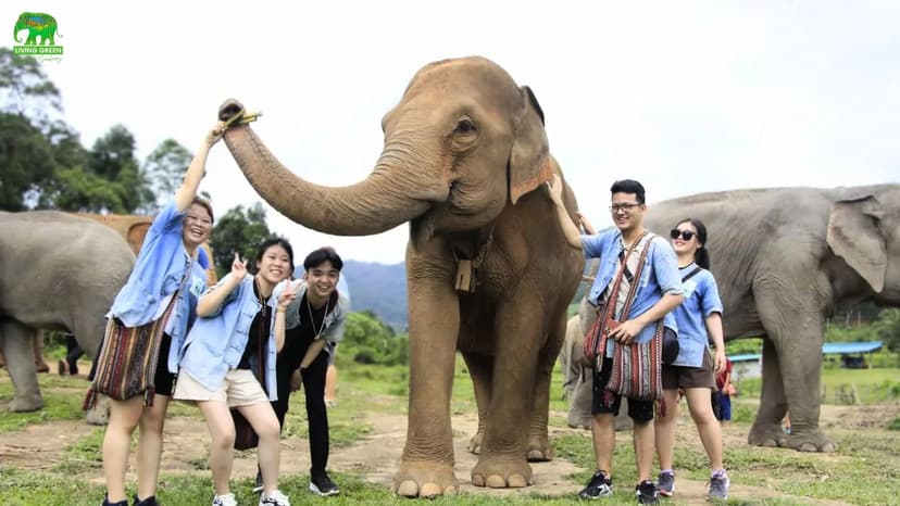 Chiang Mai: Thai Cooking Class & Ethical Elephant Sanctuary Day Trip — guided tour in Chiang Mai