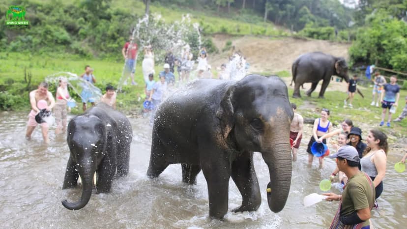Chiang Mai: Thai Cooking Class & Ethical Elephant Sanctuary Day Trip 2