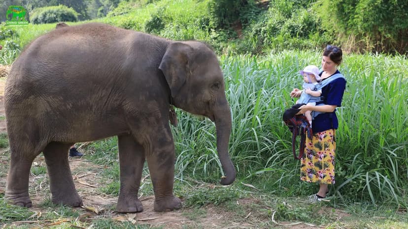 Chiang Mai: Thai Cooking Class & Ethical Elephant Sanctuary Day Trip 3