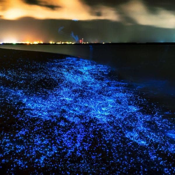 Phuket: Phang Nga Bay Bioluminescent Plankton and Sea Canoes include Hotel Transfer