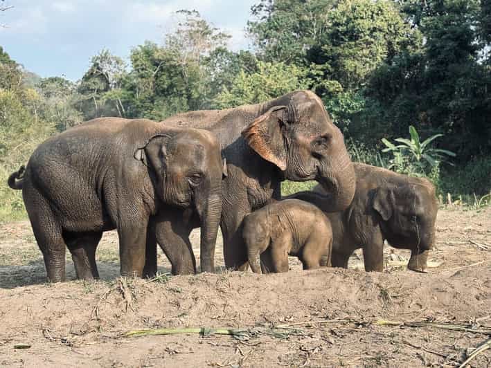 Chiang Mai: Elephant Sanctuary Feeding Program Half-Day Tour